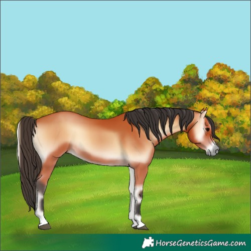Horse Color:Bay Onyx 