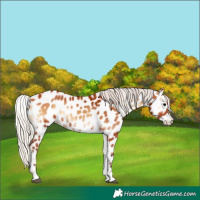 Horse Color:Silver Bay Onyx Appaloosa 