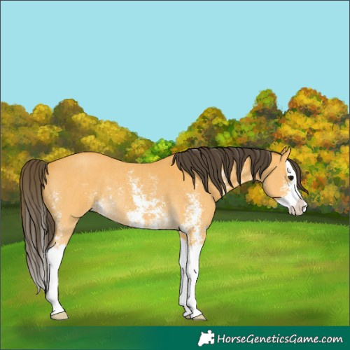 Horse Color:Buckskin Sabino Splash Rabicano 