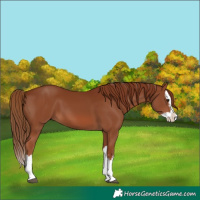 Horse Color:Chestnut Splash