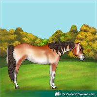 Horse Color:Bay Onyx 