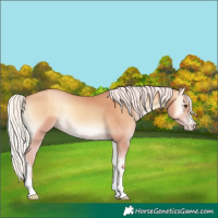 Horse Color:Silver Amber Champagne Onyx