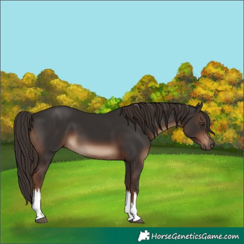 Horse Color:White Spotted Liver Chestnut 