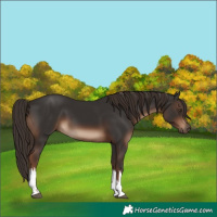 Horse Color:White Spotted Liver Chestnut 