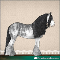 Horse Color:White Spotted Black 
