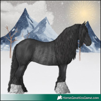 Horse Color:Black Rabicano 