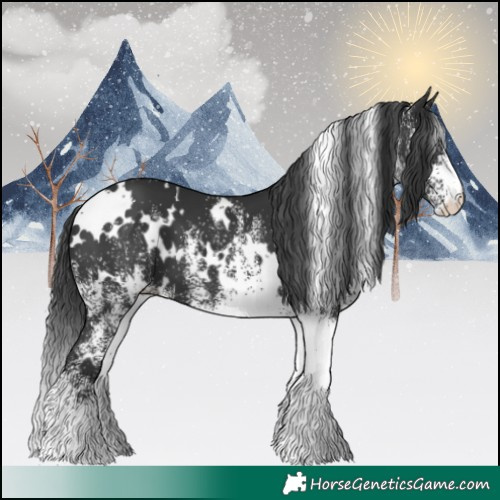 Horse Color:White Spotted Black