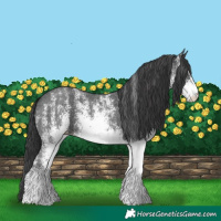 Horse Color:White Spotted Black 