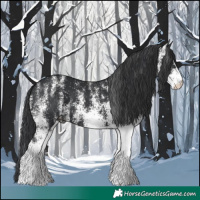 Horse Color:White Spotted Black