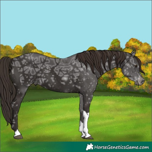 Horse Color:Liver Chestnut Ice Tobiano Rabicano 