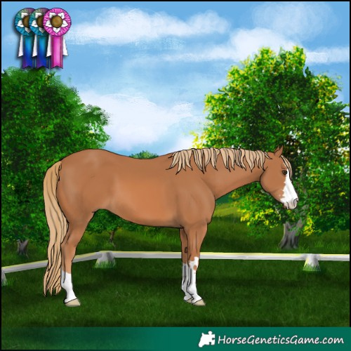 Horse Color:Chestnut 