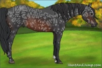 Horse Color:Brown Ice Rabicano 