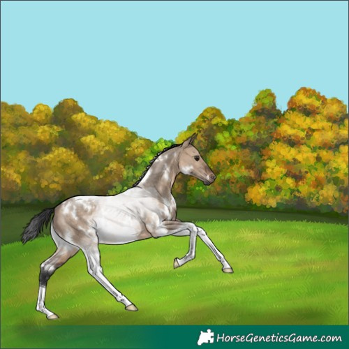 Horse Color:White Spotted Brown Dun Tobiano 