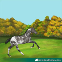 Horse Color:White Spotted Grullo 