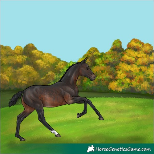 Horse Color:Brown Rabicano 