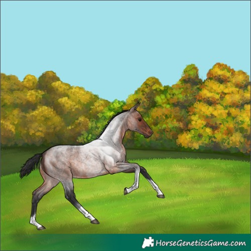 Horse Color:Brown Roan Tobiano Rabicano