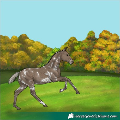 Horse Color:White Spotted Silver Smoky Black 