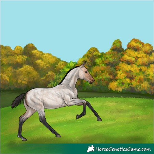 Horse Color:Bay Roan Dun Rabicano