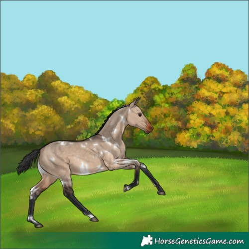 Horse Color:White Spotted Brown Dun Rabicano 