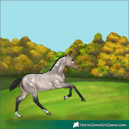 Horse Color:White Spotted Brown Roan Dun Rabicano