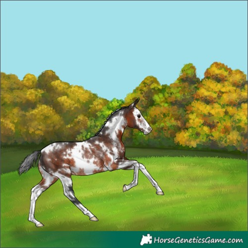 Horse Color:White Spotted Brown Sabino Rabicano 