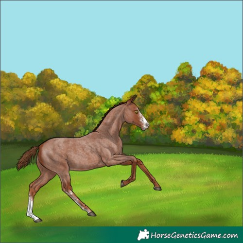 Horse Color:Red Roan Sabino Rabicano 