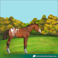 Horse Color:Bay Blanket 