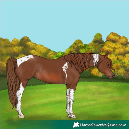 Horse Color:Chestnut Tobiano Rabicano 