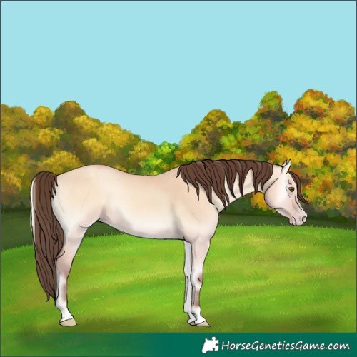 Horse Color:Amber Champagne Onyx