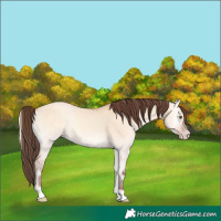 Horse Color:Amber Champagne Onyx 