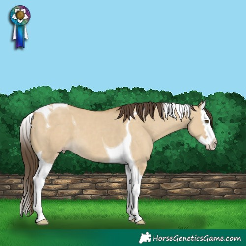 Horse Color:Classic Cream Champagne Dun Splash Tobiano 