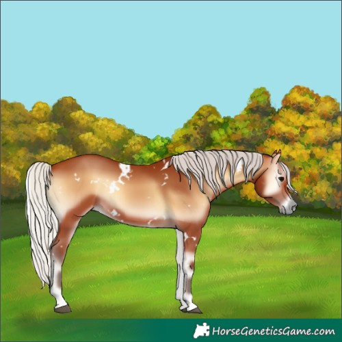 Horse Color:White Spotted Silver Bay Onyx 