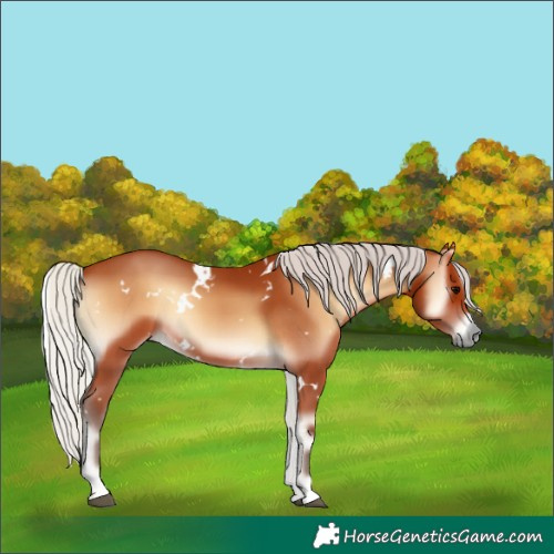 Horse Color:White Spotted Silver Bay Onyx 
