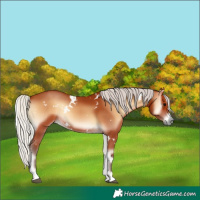 Horse Color:White Spotted Silver Bay Onyx 
