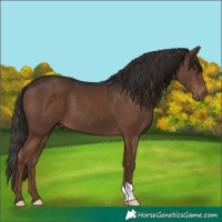 Horse Color:Liver Chestnut