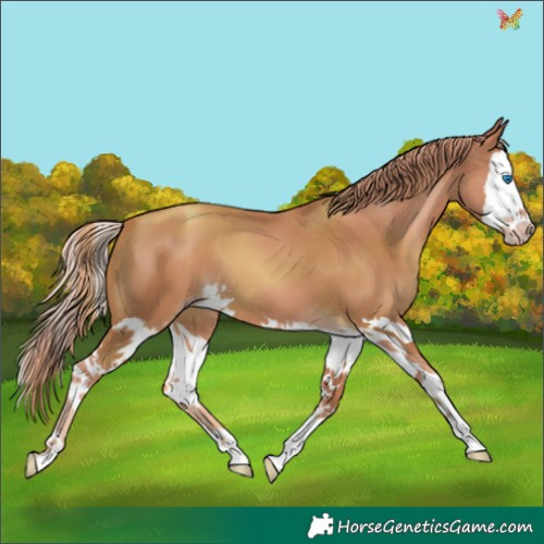 Horse Color:Gold Champagne Splash 