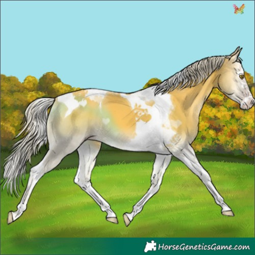 Horse Color:Silver Sable Cream Champagne Onyx Splash Tobiano 