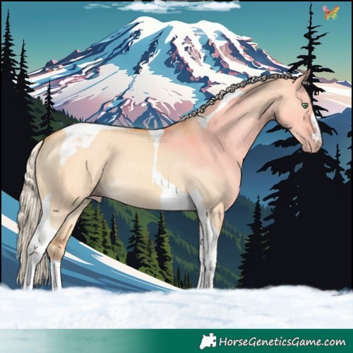 Horse Color:Gold Cream Champagne Dun Tobiano 