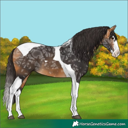 Horse Color:Buckskin Ice Splash Tobiano 
