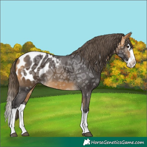 Horse Color:Buckskin Ice Splash Appaloosa 