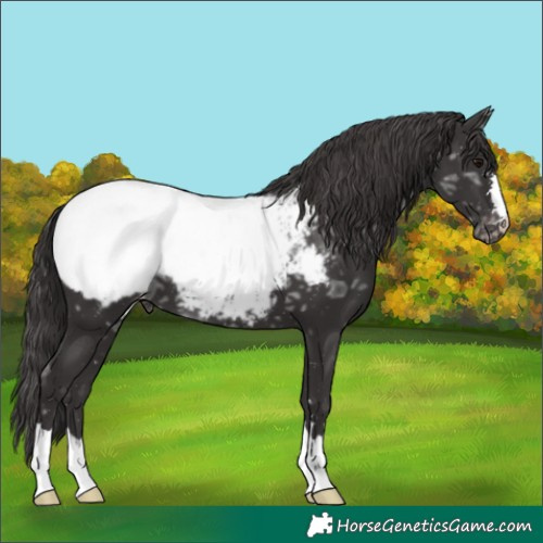 Horse Color:Smoky Black Ice Snowcap 