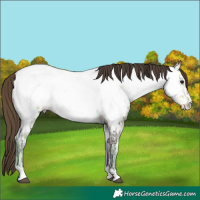 Horse Color:Buckskin Ice Near Fewspot 