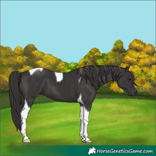 Horse Color:Smoky Black Tobiano 
