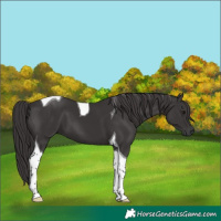 Horse Color:Smoky Black Tobiano