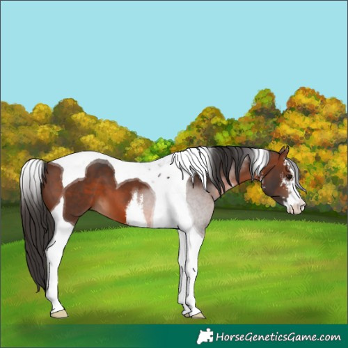 Horse Color:White Spotted Brown Tobiano 