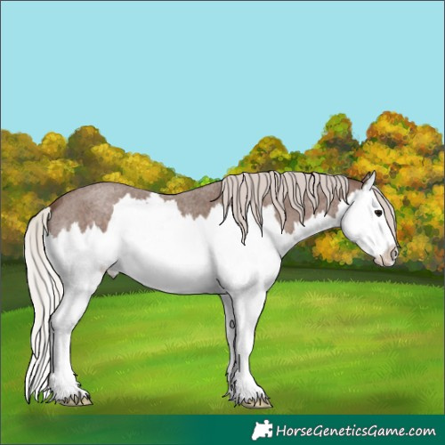 Horse Color:Silver Blue Roan Splash 