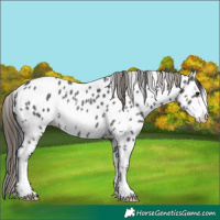 Horse Color:Smoky Black Sabino Appaloosa