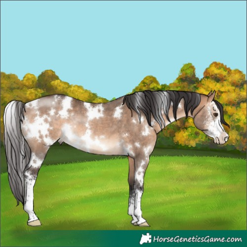 Horse Color:White Spotted Brown Dun Sabino Rabicano 