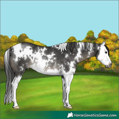 Horse Color:Gray White Spotted Black Sabino Splash Rabicano 