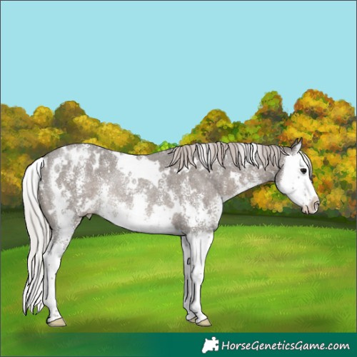 Horse Color:White Spotted Silver Black Sabino Splash Rabicano 